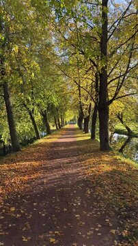 Scenic autumn park alley lined with tall trees, fallen yellow leaves covering the walking path beside a tranquil canal on a sunny day.