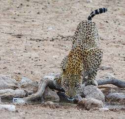 Leopard drinking at waterhole in Kgalagadi © Eddie