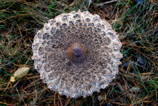 large, round cap of the Macrolepiota procera mushroom, with concentric brown scales and a dark bump (umbo) in the center