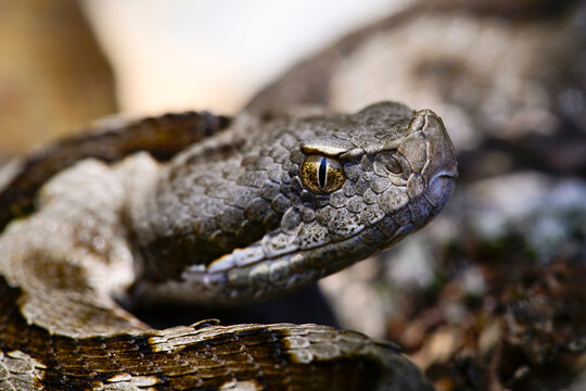 St&uuml;lpnasenotter im Habitat // Lataste's viper (Vipera latastei) - Sedano, Burgos, Spanien