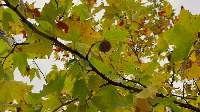Autumn Plane Tree Leaves and Seed Balls in Rain. Wet yellow and green plane tree leaves with hanging seed balls during autumn rain. Autumn nature background. 