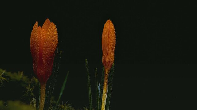 Orange crocus flowers with water drops, slow motion static shot with rack focus, dark background 4K