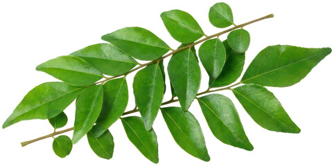 Fresh green curry leaves sprig on black background. © Susanto