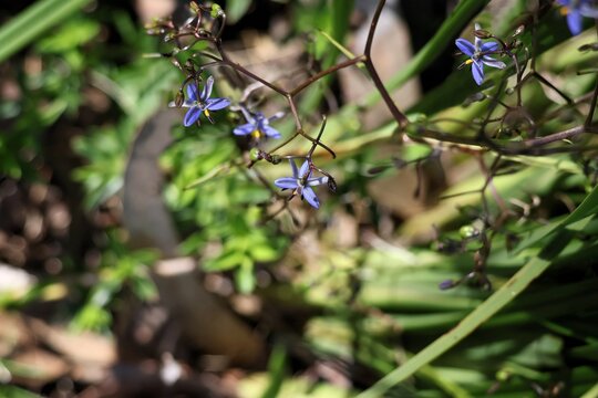 Coast Flax-Lily (Dianella brevicaulis) in flower