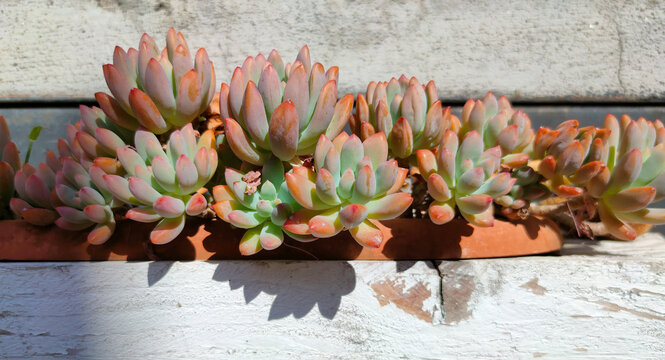 Beautiful group of Pachyphytum Compactum blossoming in garden, plant as a Floral background
