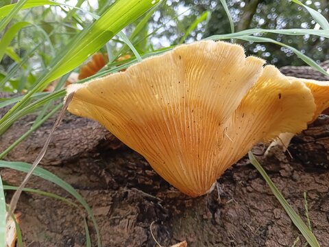  close up macro view of mushroom gills glowing in natural light on a fallen tree log
