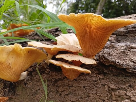  close up macro view of mushroom gills glowing in natural light on a fallen tree log
