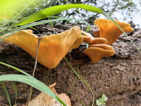  close up macro view of mushroom gills glowing in natural light on a fallen tree log