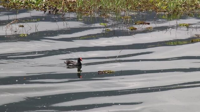 A wild duck swimming in the swamp
