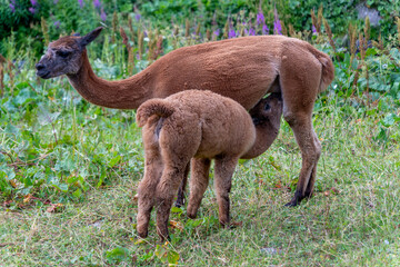 Fototapeta premium Mother alpaca with cute baby cria nursing on a green mountain meadow