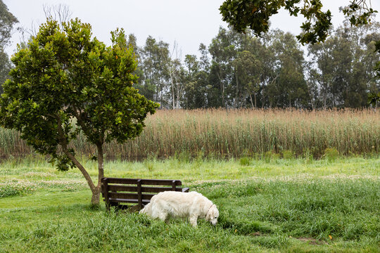 English cream golden retriever exploring park at sunrise, Stanford, South Africa