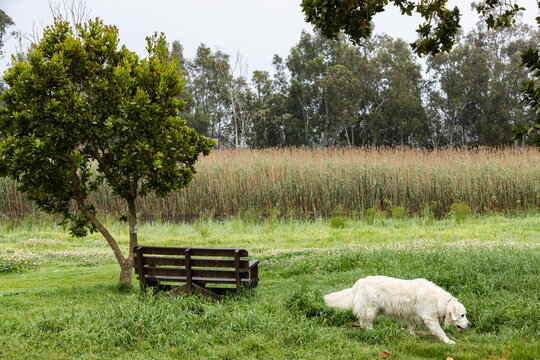 English cream golden retriever exploring park at sunrise, Stanford, South Africa
