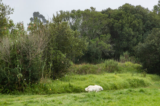English cream golden retriever exploring park at sunrise, Stanford, South Africa