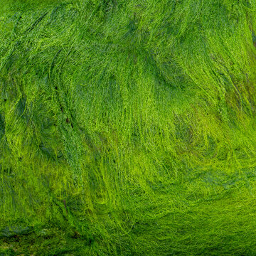 A common sea lettuce (Ulva intestinalis) forms a green natural backdrop. Photographed along a canal in Venice.