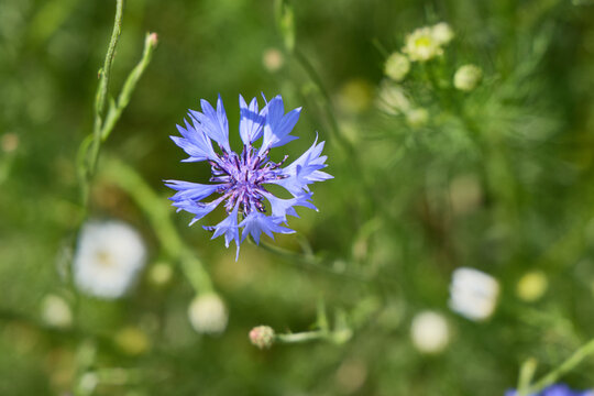 Single Blue Cornflower in Bloom Against Soft Green Background
