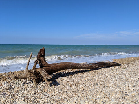 Driftwood on a pebble beach at the Adriatic Sea in Abruzzo Italy