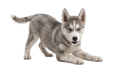 Siberian husky puppy playing isolated on transparent background active canine domestic pet alert dog crouching stance fluffy gray white fur animal portraiture. © ATIQULISLAM