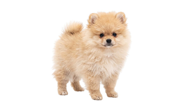 Pomeranian puppy standing isolated on transparent background fluffy orange spitz dog small domestic canine breed profile view animal for creative media projects.