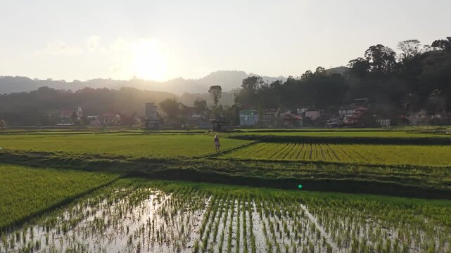 Woman walking through indonesian rice fields at sunset
