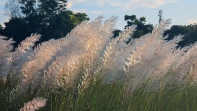 White Kash Flowers Swaying in the Wind During Autumn Afternoon