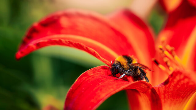 Bumblebee resting on vivid red daylily flower, beautiful macro nature photo with colorful petals, detailed insect, green background, and shallow depth of field