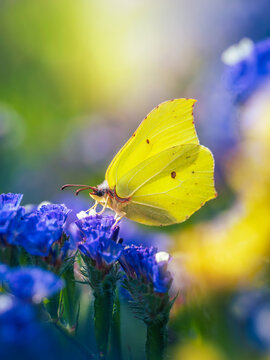 Brimstone butterfly (Gonepteryx rhamni) feeding on vivid blue flowers, beautiful colorful macro nature photo with yellow wings, soft bokeh, and shallow depth of field
