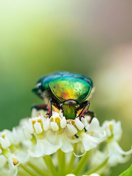 Metallic green rose chafer beetle (Cetonia aurata) feeding on white clover flowers, detailed macro insect portrait with soft green background and shallow depth of field