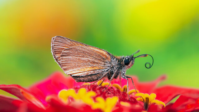 Skipper butterfly (Hesperiidae) feeding on vibrant red zinnia flower, beautiful macro insect photo with colorful green background and shallow depth of field