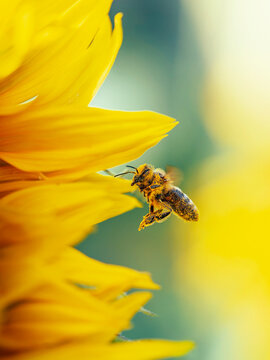 Honey bee (Apis mellifera) approaching bright yellow sunflower petals, beautiful macro nature photo with pollen-covered insect, soft background, and shallow depth of field