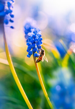 Honey bee (Apis mellifera) feeding on blue grape hyacinth flowers, beautiful spring macro photo with vivid blue blooms, warm backlight, dreamy bokeh, and shallow depth of field

