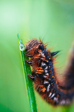 Hairy moth caterpillar climbing green grass blade, beautiful extreme macro showing orange markings, long bristles, water droplet, and soft green background