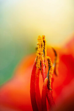 Lily stamens covered in golden pollen, extreme macro flower detail with vivid orange and red petals, shallow depth of field, and colorful botanical background