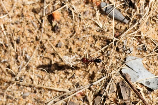 Meat ant (Iridomyrmex purpureus) carrying newly emerged grasshopper nymph after ecdysis