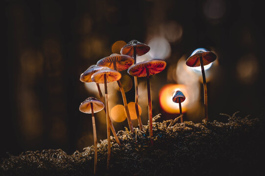 Eine Gruppe kleiner, filigraner Wildpilze (Helmlinge) w&auml;chst auf moosigem Waldboden. Die Makroaufnahme im herbstlichen Wald besticht durch stimmungsvolles Gegenlicht und ein warmes, weiches Bokeh 