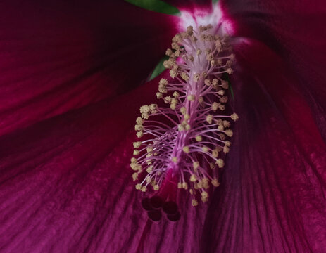 A macro shot of a pink hibiscus flower, showing delicate pollen in fine detail and a distinct texture.