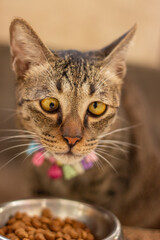 portrait of a cat © Aprian Chlova