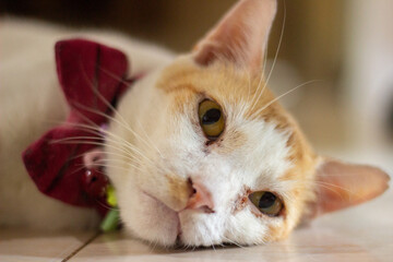 Sleeping cat © Aprian Chlova