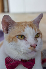 portrait of a cat © Aprian Chlova
