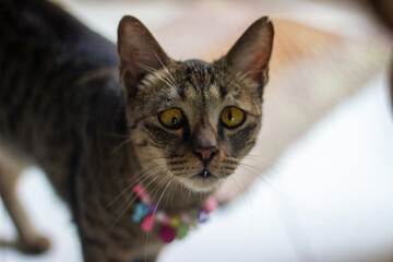 portrait of a gray cat © Aprian Chlova