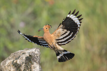 Eurasian Hoopoe in flight bringing food to the nest, Upupa epops, Bulgaria © Quarterland Photos