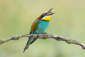 Obraz premium European Bee-eater eating a bee, Merops apiaster, Bulgaria