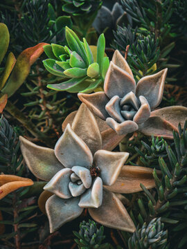 Succulent rosettes with green and muted purple leaves