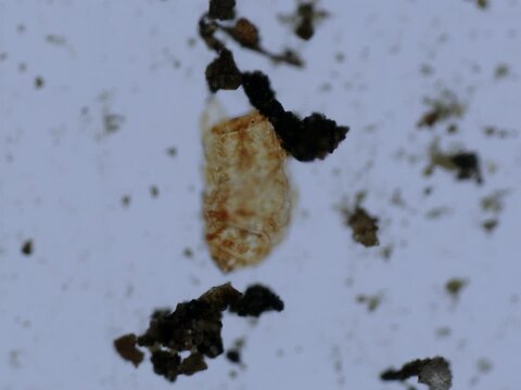 A tardigrade drying out and entering the tun state