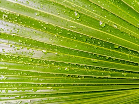 A horizontal macro photograph capturing the rich green texture and linear ridges of a tropical palm leaf. The surface is evenly covered with clear, glistening water drops.