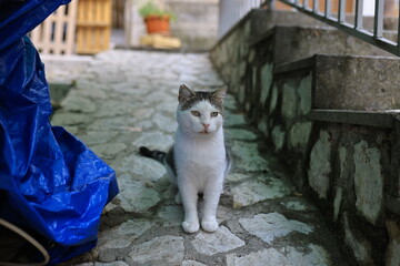 cat in the town © SabryArdore