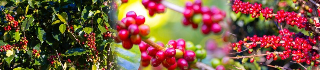 Coffee plant fruit red berry branch in coffee farm with fresh red and green coffee beans harvesting in mountain plantation, coffee beans trees agriculture and drinking beverages inndustry business. © unikyluckk