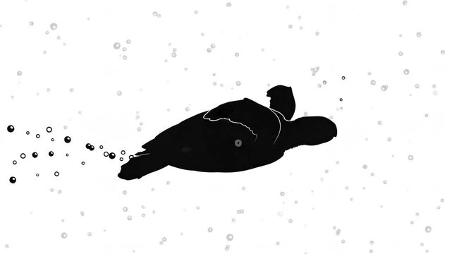 Black sea turtle swimming underwater in digital motion graphics loop animation video footage