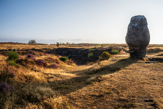 Beautiful landscape image over Stanton Moor in Summer Heather sunrise