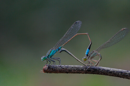 Macro photograph of a pair of blue damselflies mating on a wooden branch with a soft green bokeh background