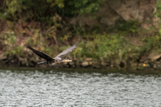 Grand cormoran en plein vol au dessus d' un lac  du Morvan &agrave; l' automne